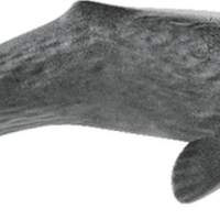 Schleich Sperm Whale